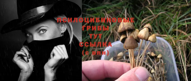 hydra зеркало  Боровичи  Галлюциногенные грибы Psilocybe 